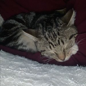 Meet your Posher, Charlotte